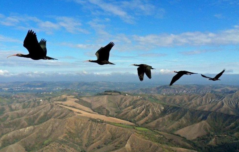 Due ibis colpiti dai bracconieri: scatta l’esposto 