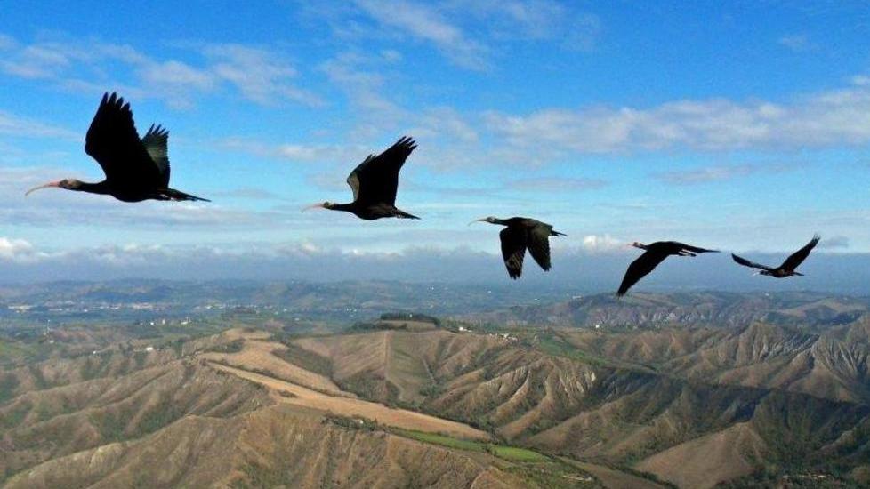 Due ibis colpiti dai bracconieri: scatta l’esposto