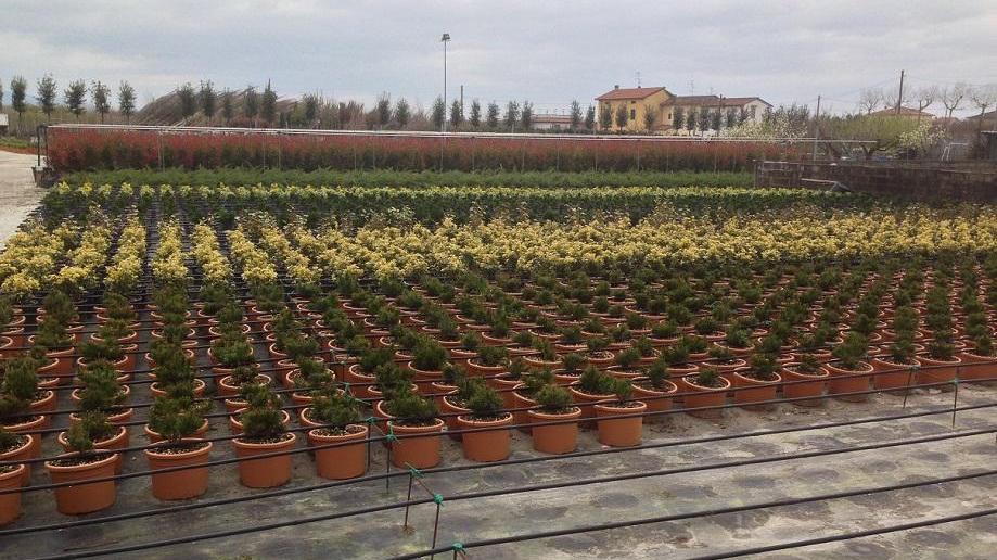 Accordo Tesi-Bruschi, l'allarme della Cia Pistoia: «E i produttori?»