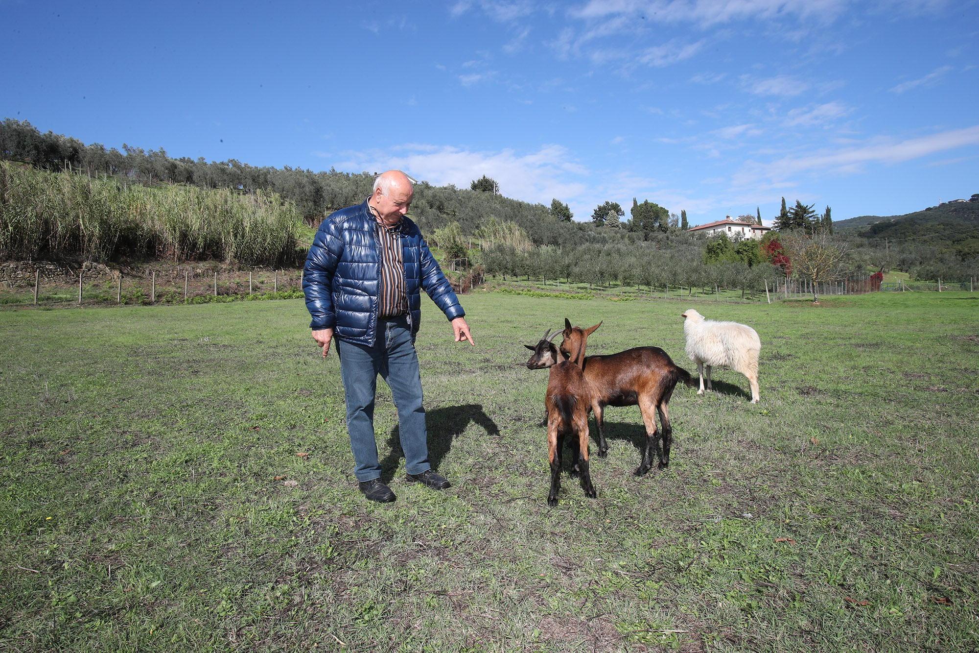 Antonio Caruso con le capre rimaste nel recinto dopo l'assalto dei cani (foto Nucci)
