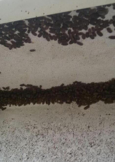 Invasione di porcellini di terra nell’area degli impianti sportivi