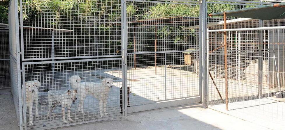 «Ci batteremo in ogni modo ma gli animali restano qui» 