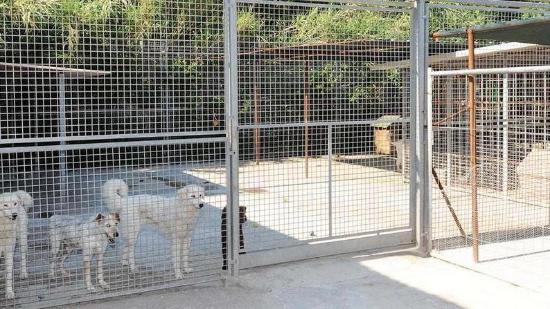 «Ci batteremo in ogni modo ma gli animali restano qui»