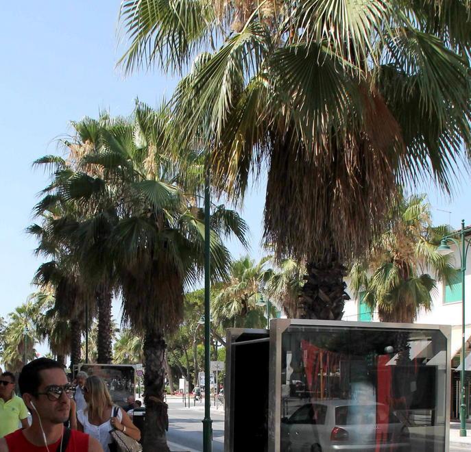 Corsa contro il tempo per riuscire a salvare le 500 palme di Forte 
