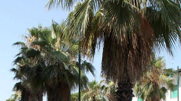 Corsa contro il tempo per riuscire a salvare le 500 palme di Forte
