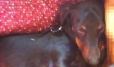 Il cane Otto morto dopo essere stato lanciato da un'auto in corsa
