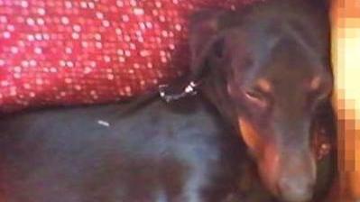 Il cane Otto morto dopo essere stato lanciato da un'auto in corsa