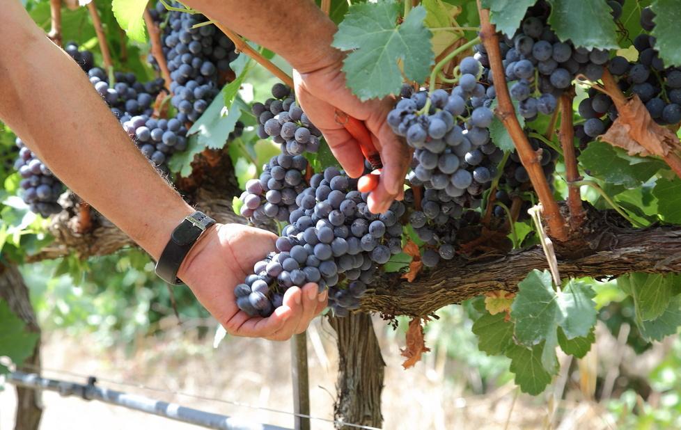 Vini, annata da primato: vendemmia record ad Alghero 