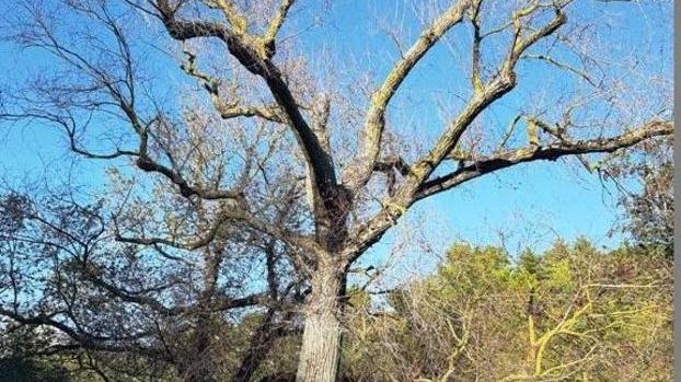 «Salvate l’albero di Cecchino»