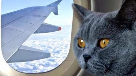 Micio cerca una madrina di viaggio