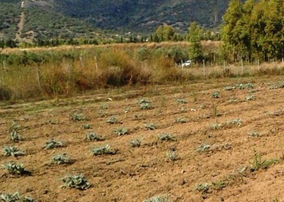 Torpè, allarme siccità allevatori in ginocchio per le restrizioni 