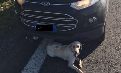 Cane investito in superstrada 
