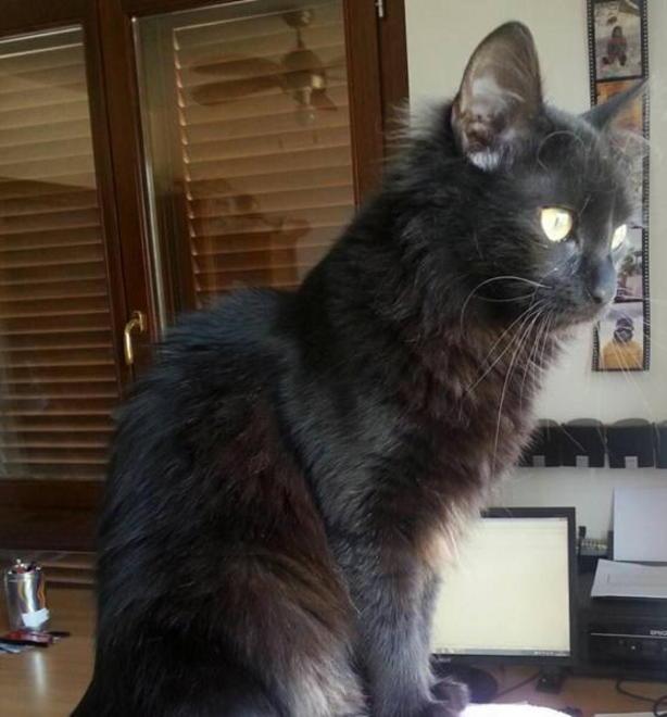 Morgana salvata grazie agli acrobati 