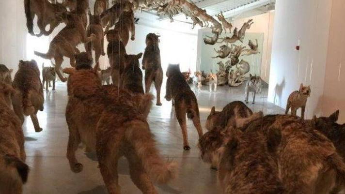 I lupi e i muri di Cai Guo Qiang