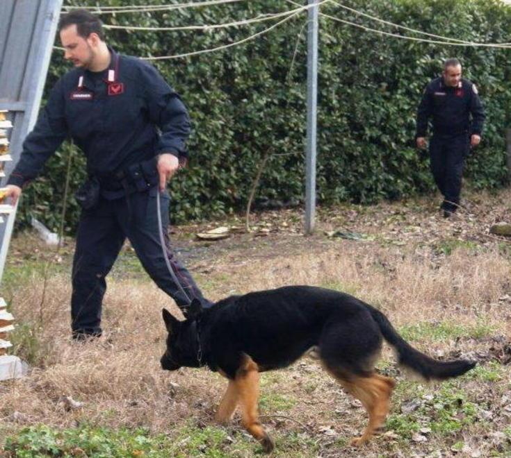 Nuovo blitz dei carabinieri spacciatori in fuga nel bosco 