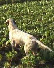 Sparò al cane del vicino, rischia il giudizio