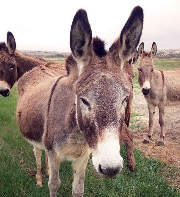 Escursione sulle Apuane in compagnia dei micci
