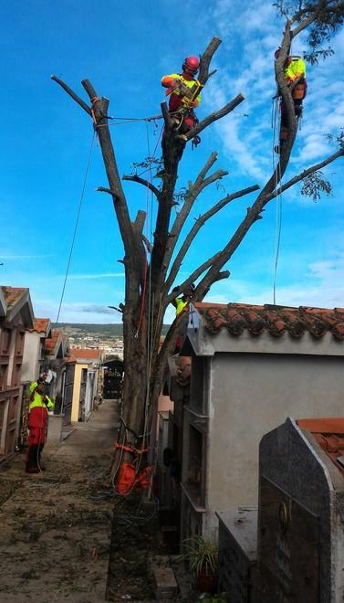 Giardinieri acrobati ripuliscono gli alberi e salvano il cimitero 