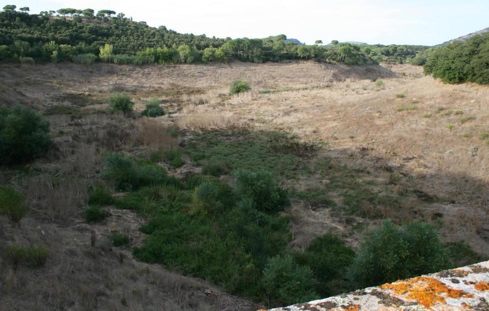 Peste suina, maiali infetti sepolti nell'oasi faunistica: esposto in Procura 