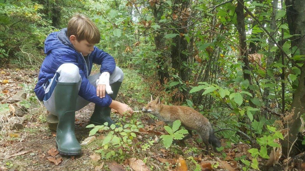Il piccolo Giacomo dà da mangiare alla volpe Bacca