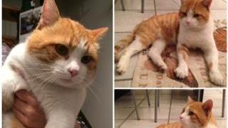 Gatto perduto