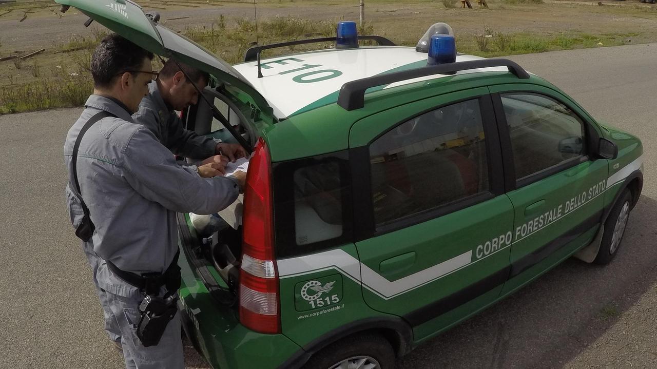Un controllo della Forestale