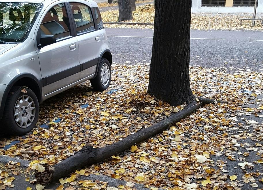 Crollato a terra un ramo pesante