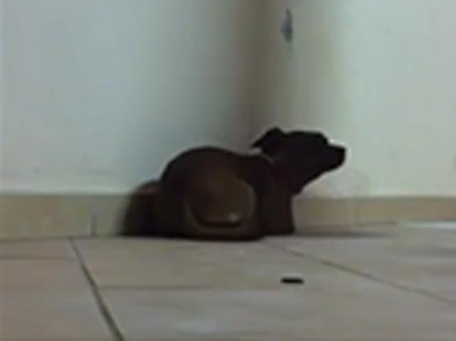 Un fermo-immagine del cagnolino tratta dal filmato pubblicato su Facebook (abbiamo deciso di non pubblicare altre immagini per la loro crudezza)