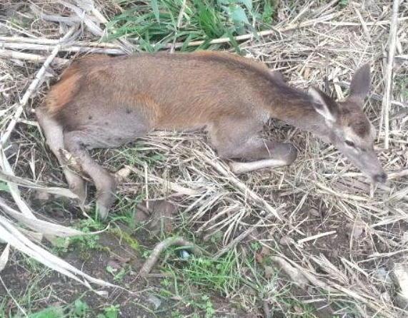 Cucciolo di cervo soccorso a Galceti
