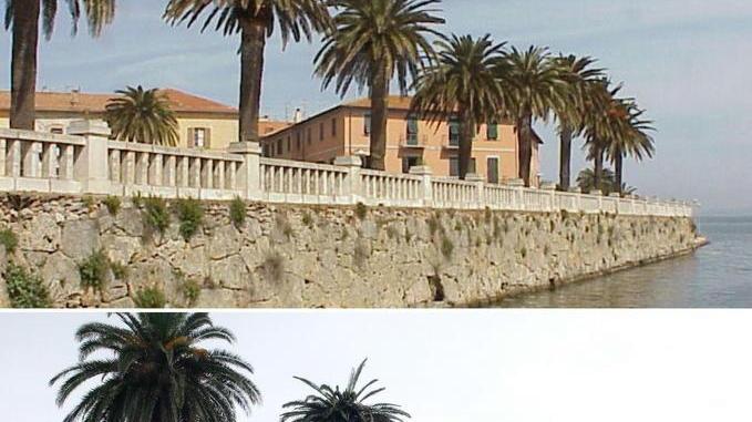 Il lungolago cambia aspetto Abbattute le palme malate