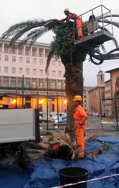 In piazza Civica abbattute le palme malate 