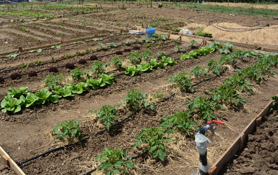 Orti urbani, la città vuole tornare al passato 
