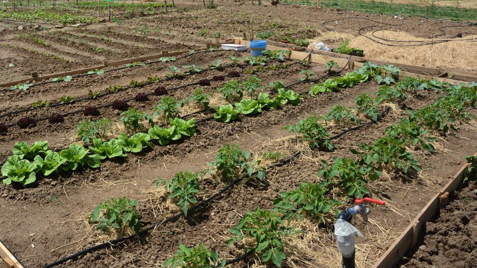 Orti urbani, la città vuole tornare al passato