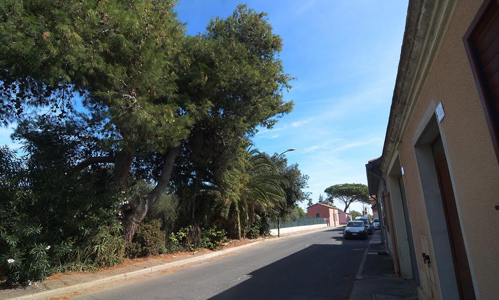 Un pino pericolante in via Nurachi