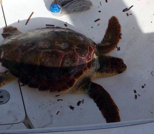 Buggerru, tartaruga marina con un amo in pancia salvata da due pescatori