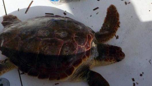 Buggerru, tartaruga marina con un amo in pancia salvata da due pescatori