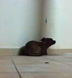 Cagnolino seviziato a morte 