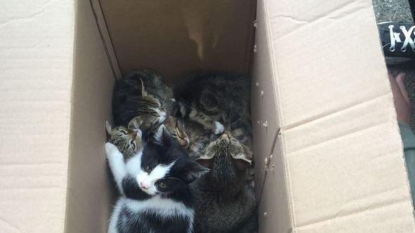 Emergenza randagismo Abbandonati 8 gattini