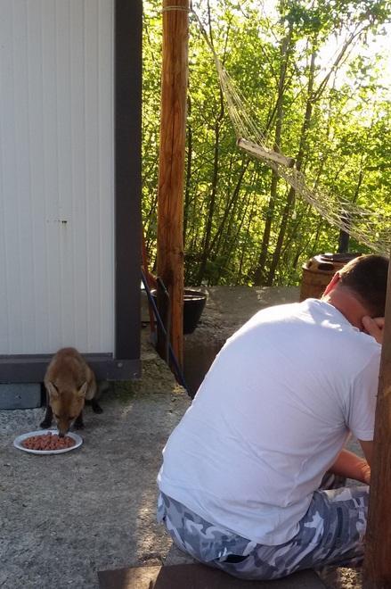 «Quella volpe è Maffy, la mascotte del nostro poligono» 