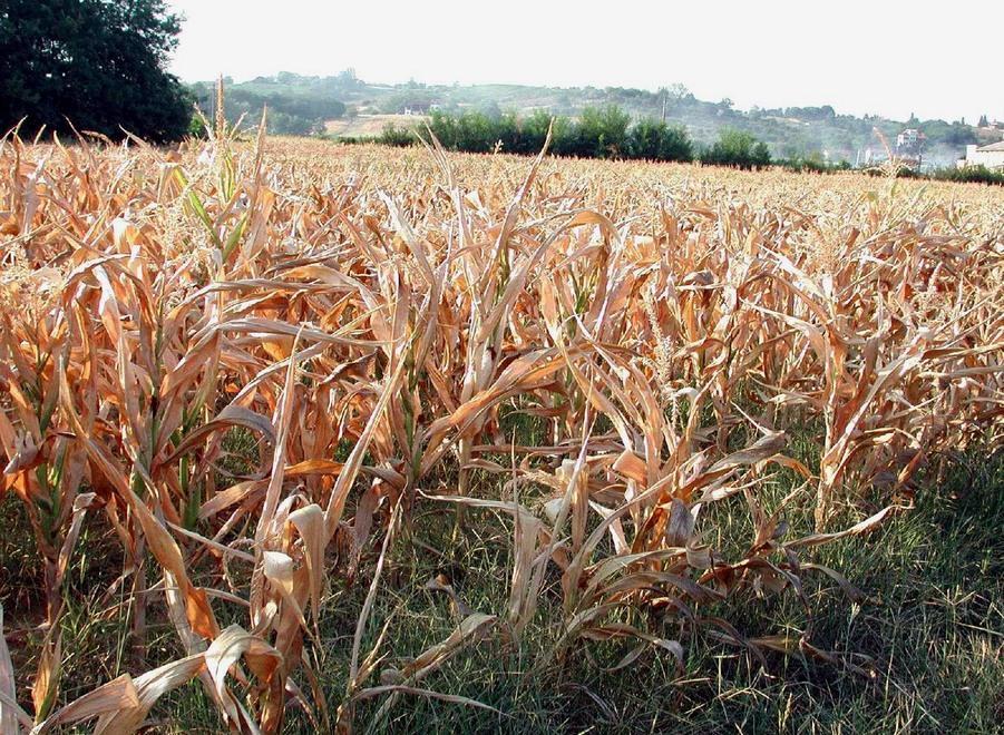 Contro la scarsità delle piogge l’irrigazione di soccorso