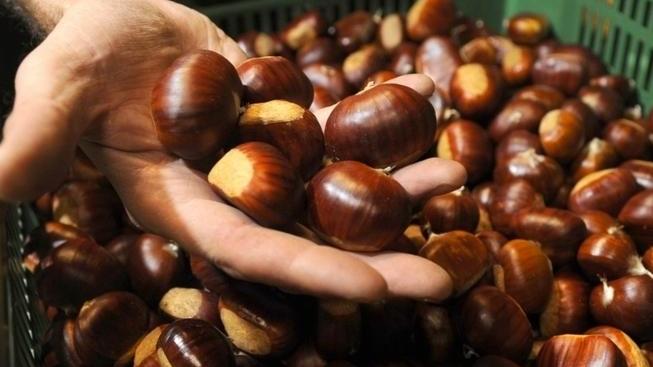 Aritzo, dai frutti del bosco un futuro per l’economia