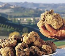 Montefiorino si prepara a festeggiare il tartufo 