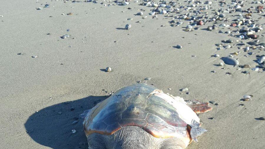 La carcassa della tartaruga spiaggiata a Bibbona