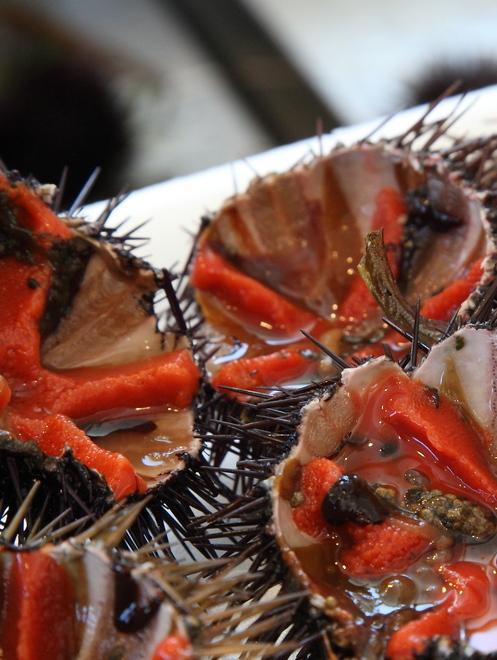 Varato il nuovo calendario per la pesca dei ricci