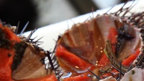 Varato il nuovo calendario per la pesca dei ricci