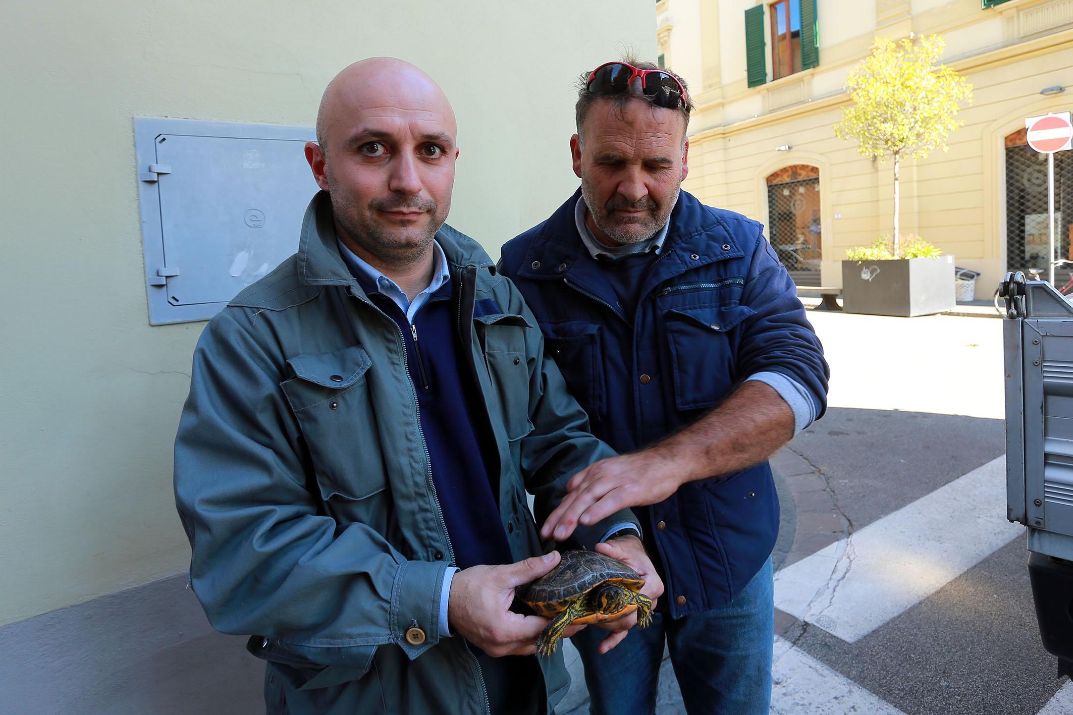 Andrea Viviani e Claudio Arinai con una delle tartarughe salvate (foto agenzia Carlo Sestini)