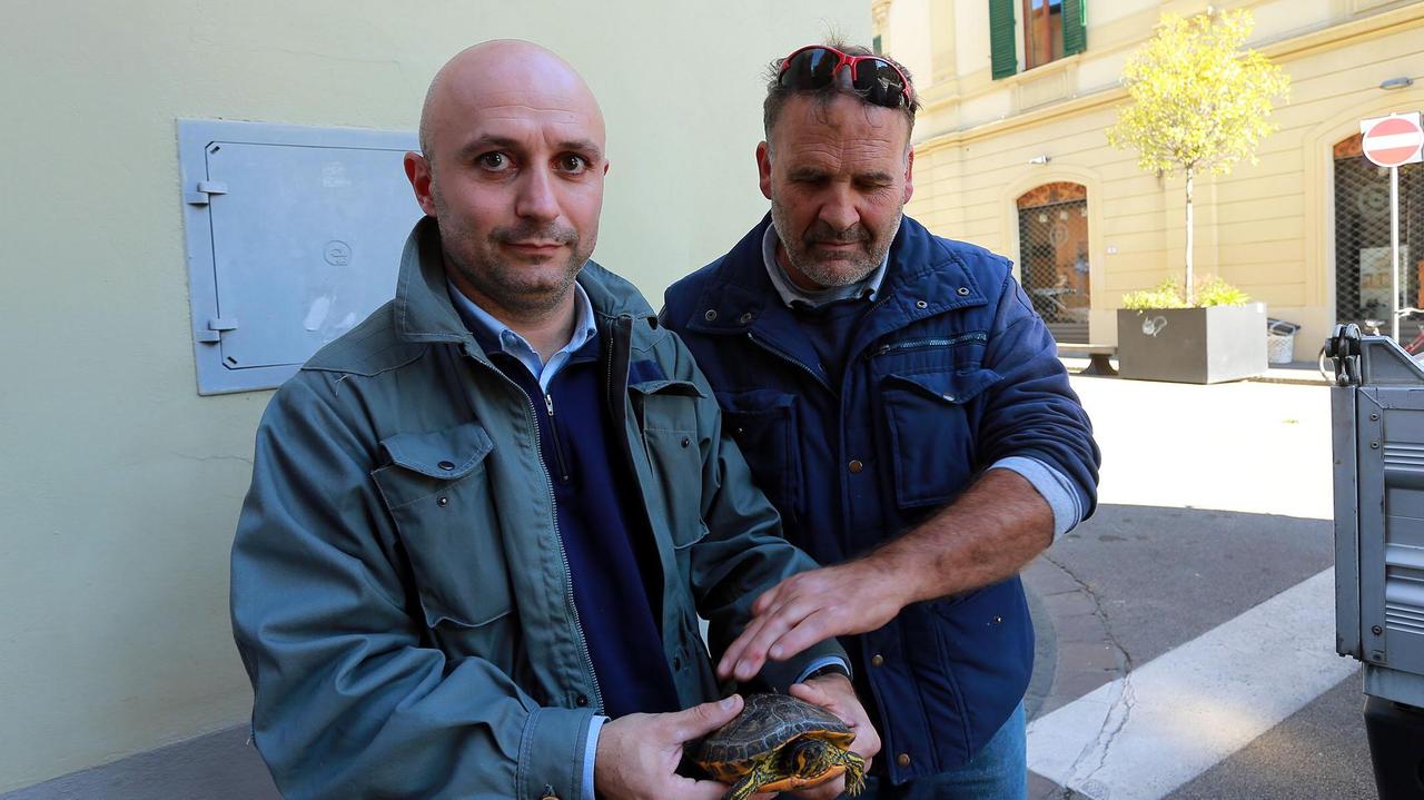 Andrea Viviani e Claudio Arinai con una delle tartarughe salvate (foto agenzia Carlo Sestini)