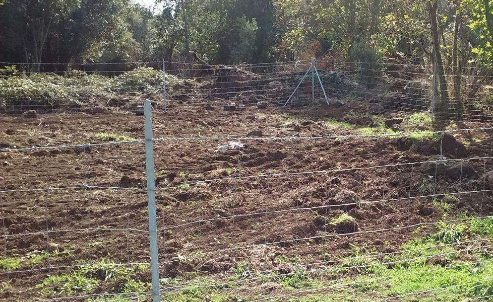 Maiali infetti: Forma (Pd) chiede risposte in Regione 