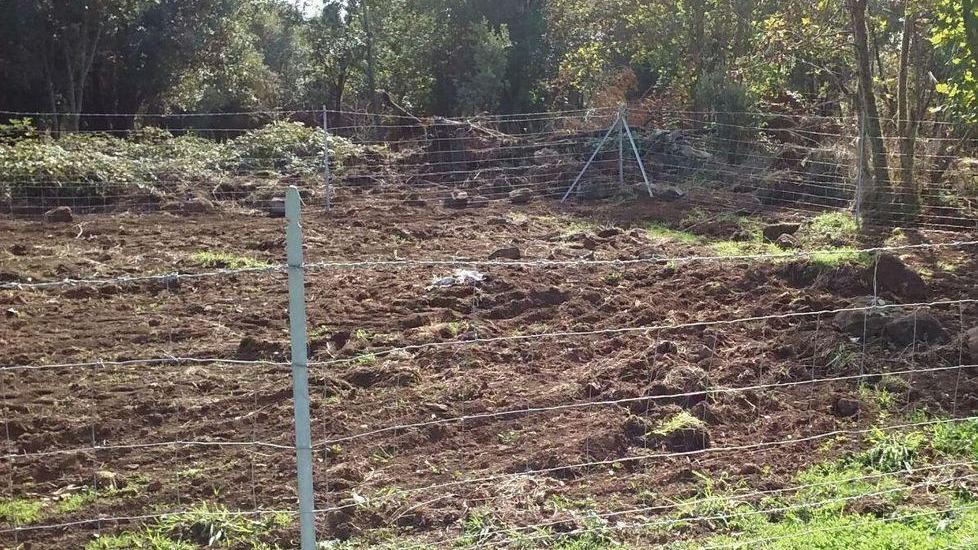 Maiali infetti: Forma (Pd) chiede risposte in Regione