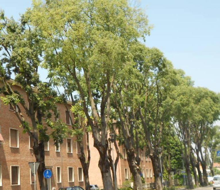 Alberi abbattuti a San Cesario: aperta un’inchiesta